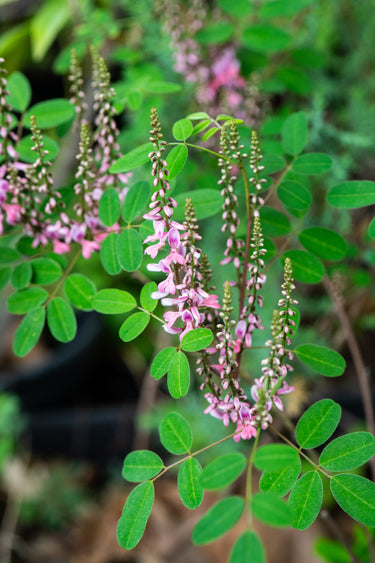 Indigofera amblyantha