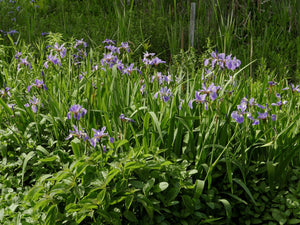 Iris virginica