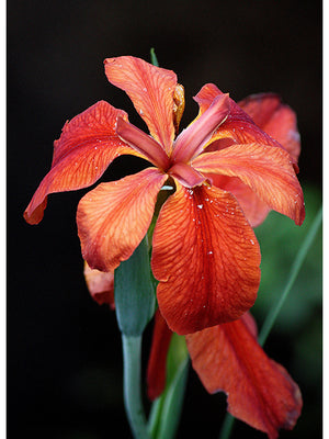 Iris fulva, copper iris, with a coppery orange-red flower on a slender stem above green sword-shaped leaves