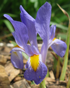 Iris verna, dwarf violet iris, with a small violet-blue flower marked by an orange signal above narrow grassy leaves