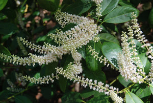 Itea yunnanensis Yunnan sweetspire, a low spreading evergreen shrub with dark leathery leaves.