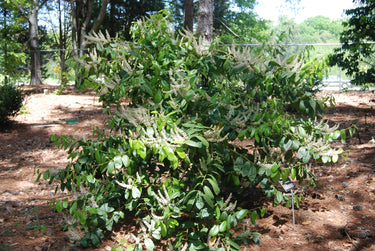 Itea yunnanensis