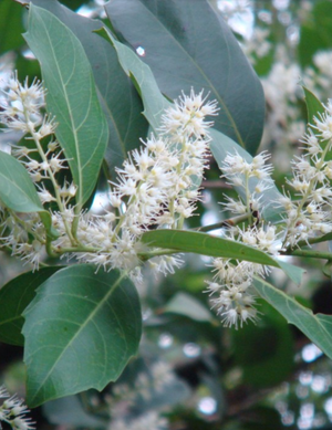 Itea oldhamii Taiwan sweetspire, a compact evergreen shrub with glossy leaves.