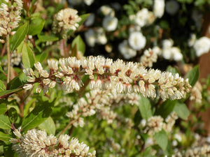 Itea virginica 'Sarah Eve' pink Virginia sweetspire, a native shrub with pale pink flower racemes on rosy pedicels.
