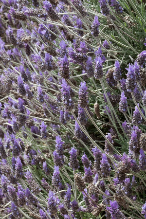 Lavandula dentata French fringed lavender, violet-blue flower spikes above silvery toothed grey-green leaves