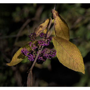 Callicarpa formosana, Taiwan beautyberry, dense clusters of vivid purple berries