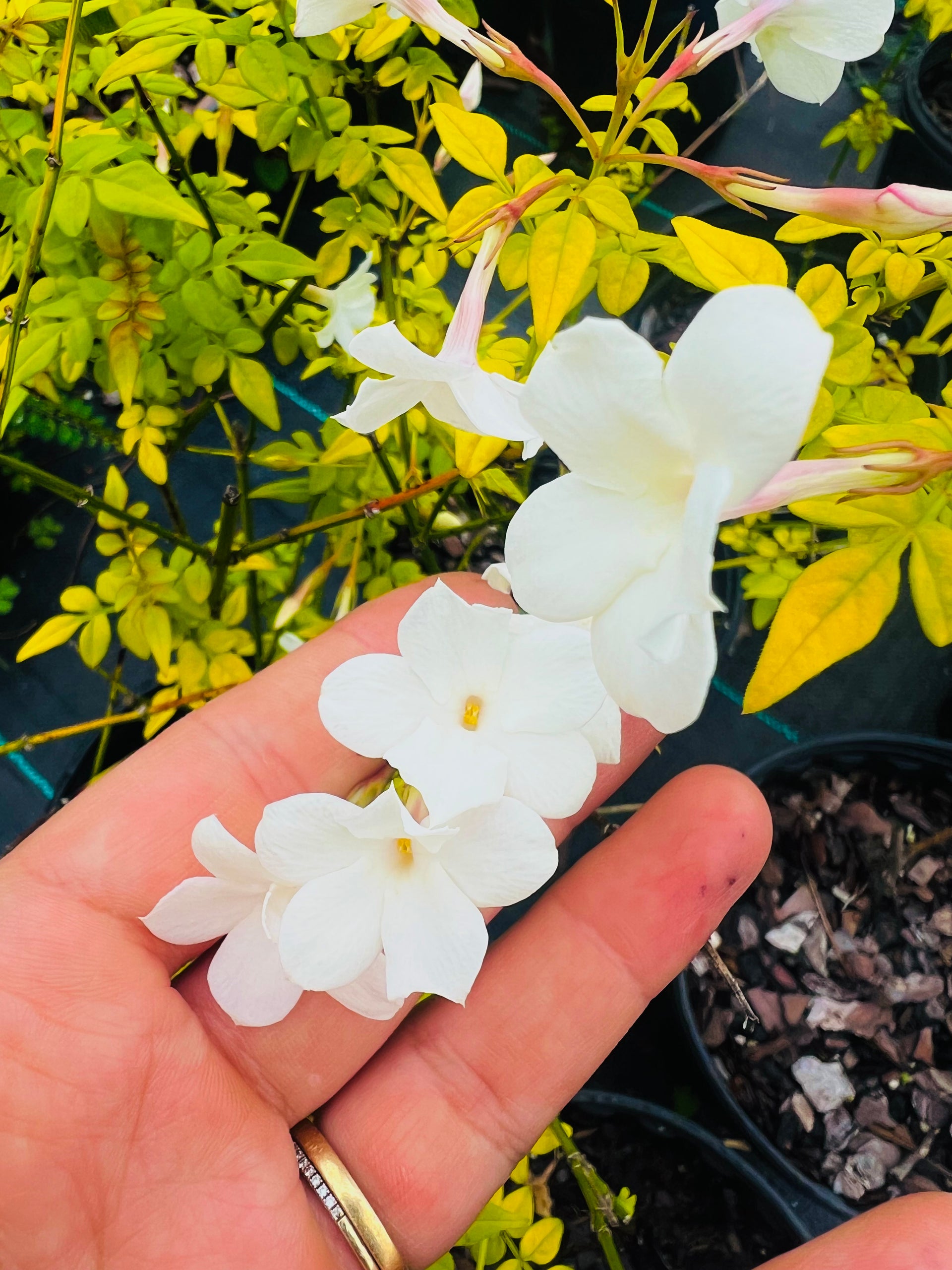 Jasminum Officinale - Geurige Winterjasmijn 50-60 cm Pot, Witte Sterbloemen, Klassieke Klimmer