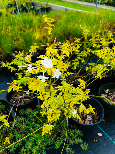 Jasminum officinale 'Fiona Sunrise'