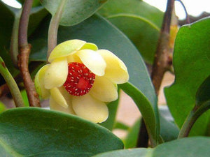 Kadsura longipedunculata