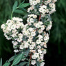 Kalmia angustifolia var. caroliniana, Carolina sheep laurel, a native shrub offered by Woodlanders.