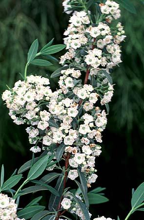 Kalmia angustifolia var. caroliniana, Carolina sheep laurel, a native shrub offered by Woodlanders.