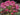 Kalmia angustifolia var. caroliniana, Carolina sheep laurel, a native shrub offered by Woodlanders.
