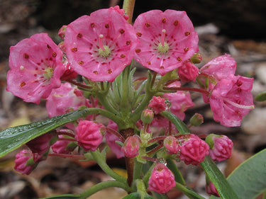 Kalmia angustifolia var. caroliniana