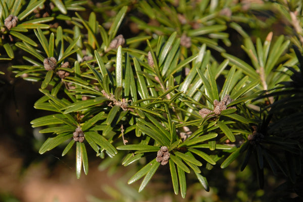 Keteleeria davidiana