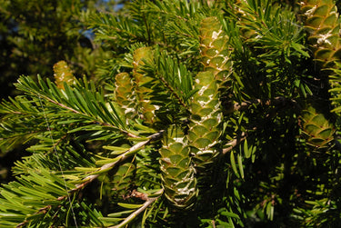 Keteleeria davidiana