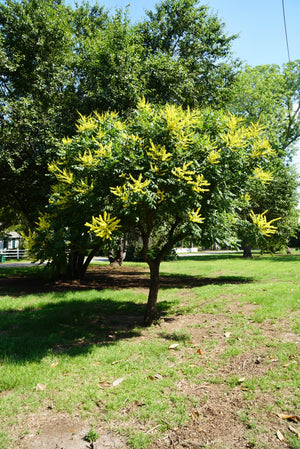 Koelreuteria paniculata 'Woodlanders Low Form', dwarf goldenrain tree, yellow summer flower panicles on a compact form