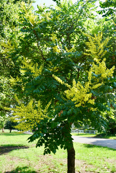 Koelreuteria paniculata 'Woodlanders Low Form'