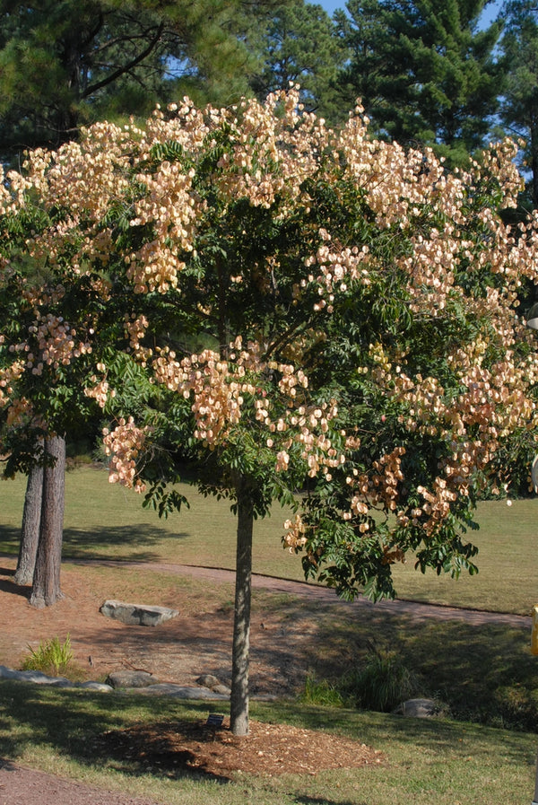 Koelreuteria bipinnata