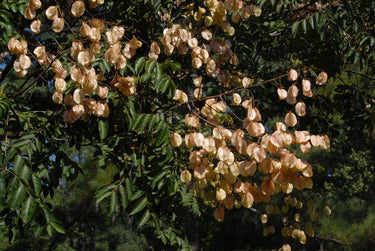 Koelreuteria bipinnata