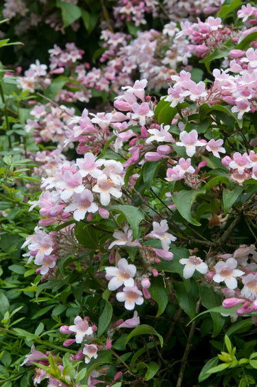 Kolkwitzia amabilis 'Pink Cloud'