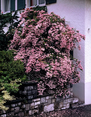 Kolkwitzia amabilis 'Pink Cloud' (beautybush), arching branches massed with soft pink bell-shaped flowers