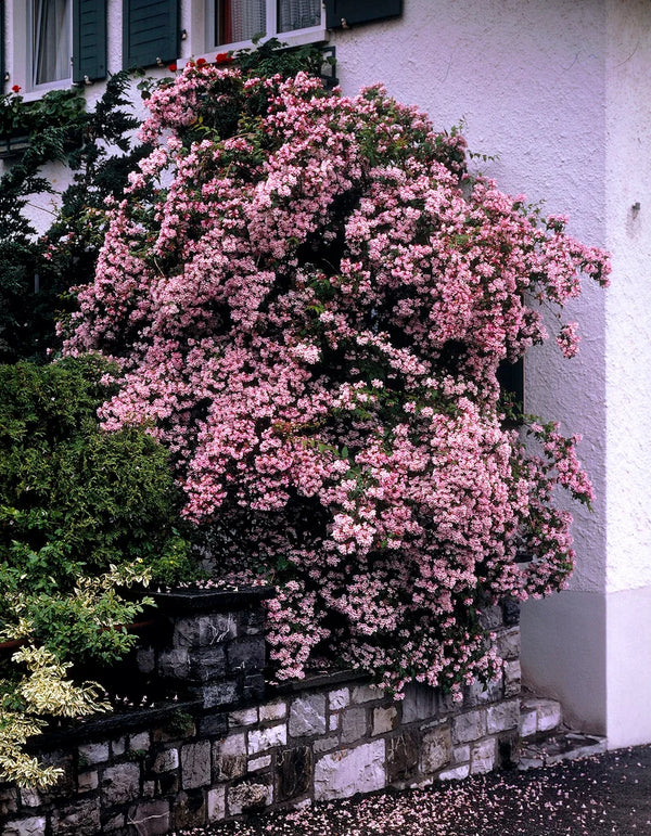 Kolkwitzia amabilis 'Pink Cloud'