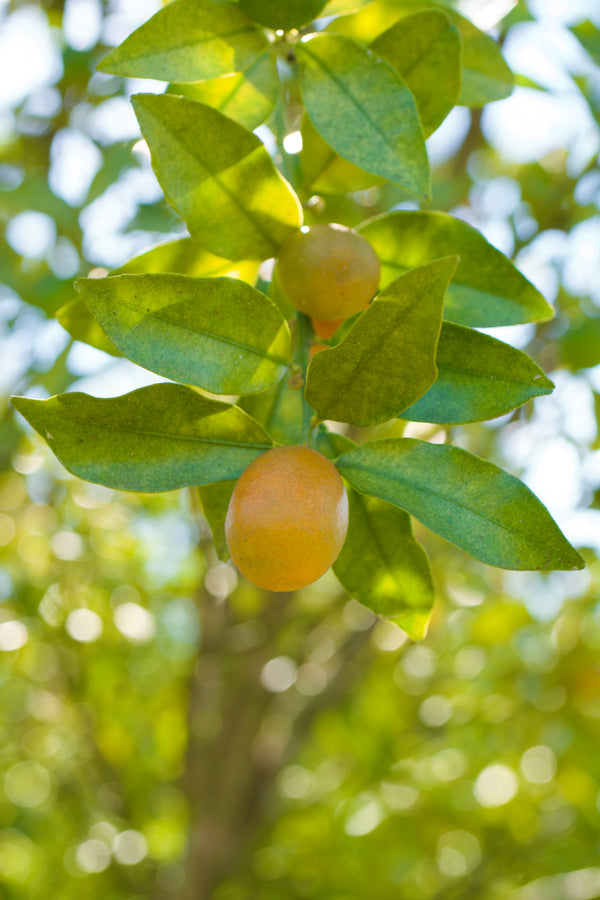 Meiwa Kumquat