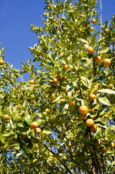 Meiwa Kumquat