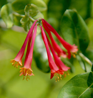Lonicera sempervirens 'Leo' coral honeysuckle, clusters of bright red yellow-throated tubular flowers