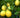 'Lakeland' Limequat