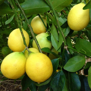 Lakeland limequat, Citrus x floridana, small oval golden-yellow fruit with edible peel on a compact citrus tree