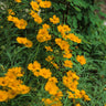 Lanceleaf Coreopsis with bright yellow perennial wildflowers