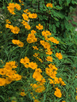 Coreopsis lanceolata lanceleaf coreopsis with bright golden-yellow daisy-like flowers