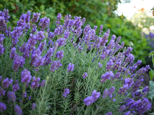 Lavandula intermedia lavandin, long violet-purple flower spikes above a silver-grey mound of foliage