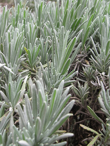 Lavendula intermedia
