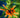 Leonotis leonurus