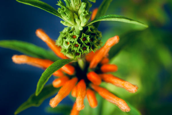 Leonotis leonurus