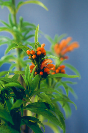Leonotis leonurus