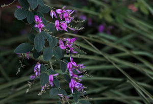 Lespedeza thunbergii 'Spring Grove' bush clover, arching stems hung with rose-purple pea flowers