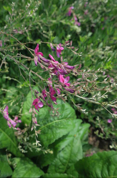 Lespedeza thunbergii 'Spring Grove'