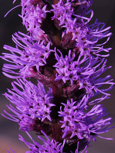 Liatris spicata