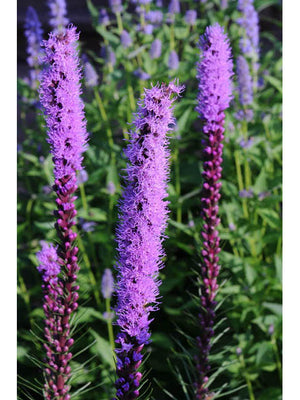 Liatris spicata blazing star, tall feathery purple flower spikes above grassy foliage
