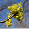 Lindera benzoin, spicebush, a native shrub offered by Woodlanders.