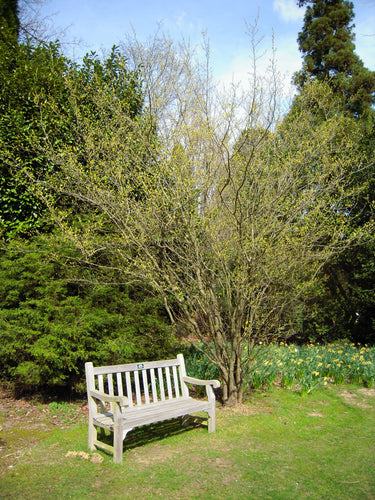 Lindera benzoin, spicebush, a native shrub offered by Woodlanders.