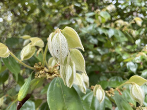 Lindera strychnifolia