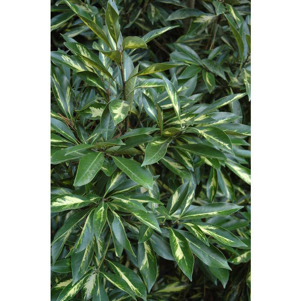 Lithocarpus edulis 'Variegata'