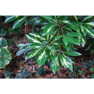 Lithocarpus edulis 'Variegata'