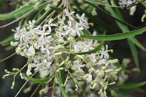 Lomatia myricoides