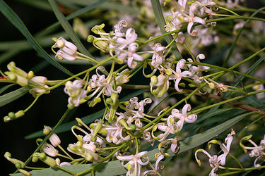 Lomatia myricoides