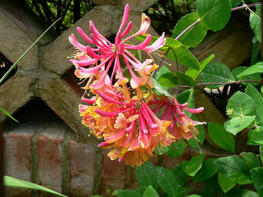 Lonicera x heckrottii 'Goldflame'